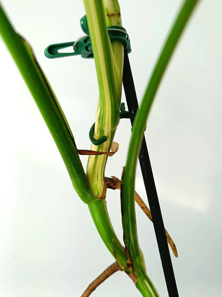 Monstera albo variegata