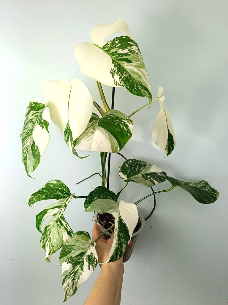 Monstera albo variegata EXTRA WHITE