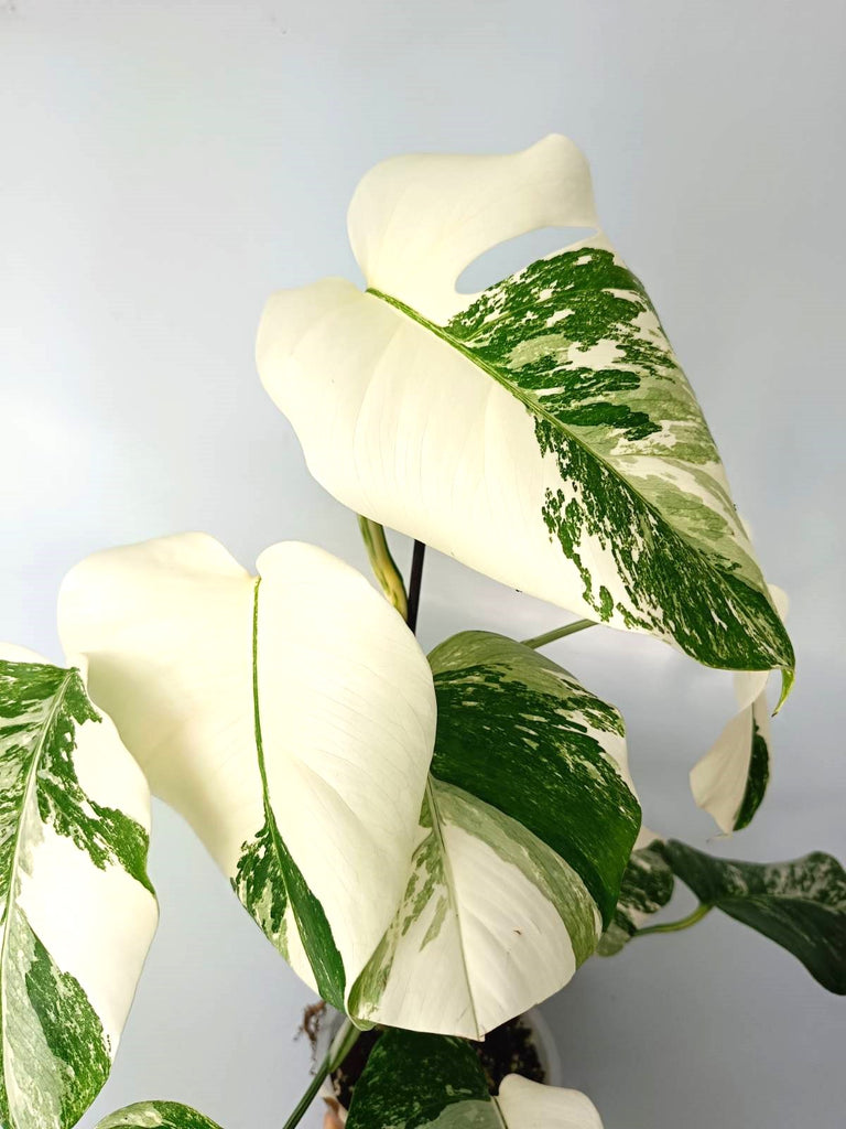 Monstera albo variegata EXTRA WHITE