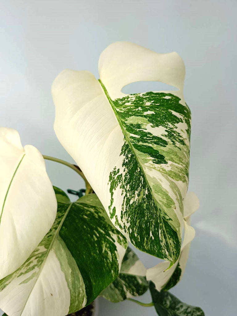 Monstera albo variegata EXTRA WHITE