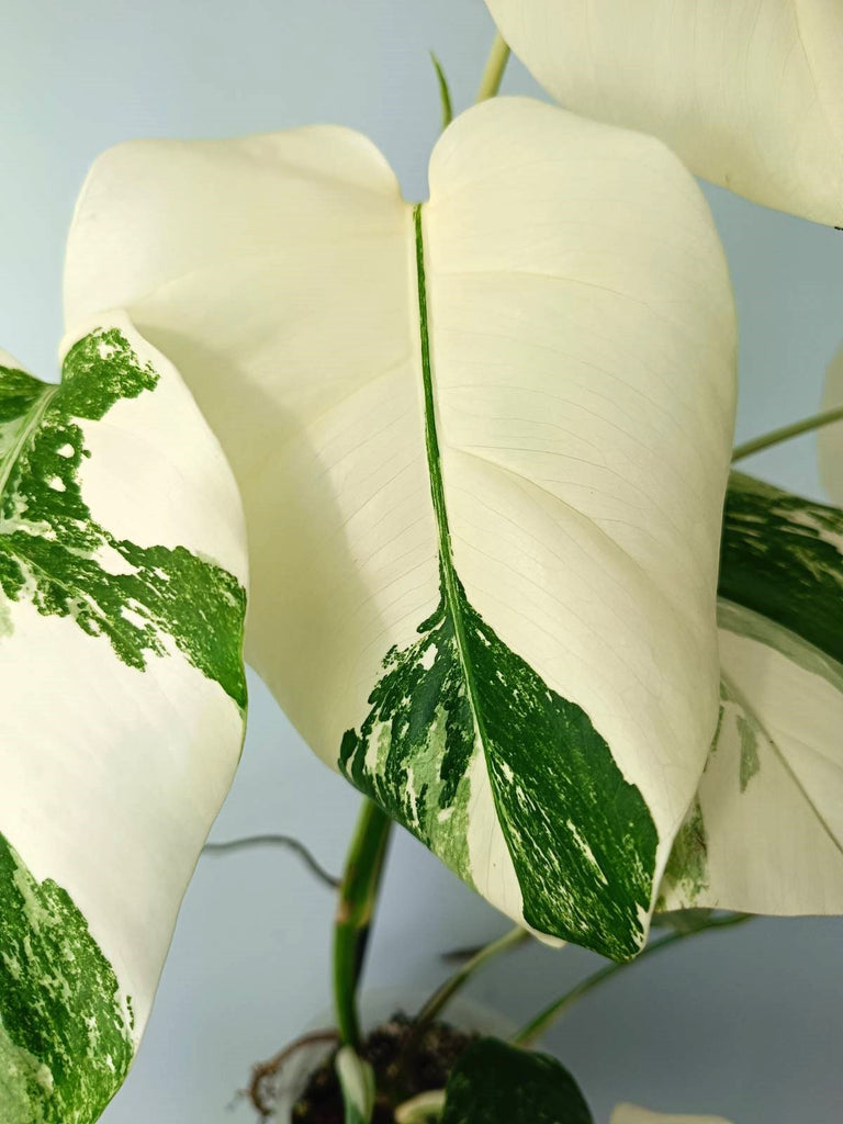 Monstera albo variegata EXTRA WHITE