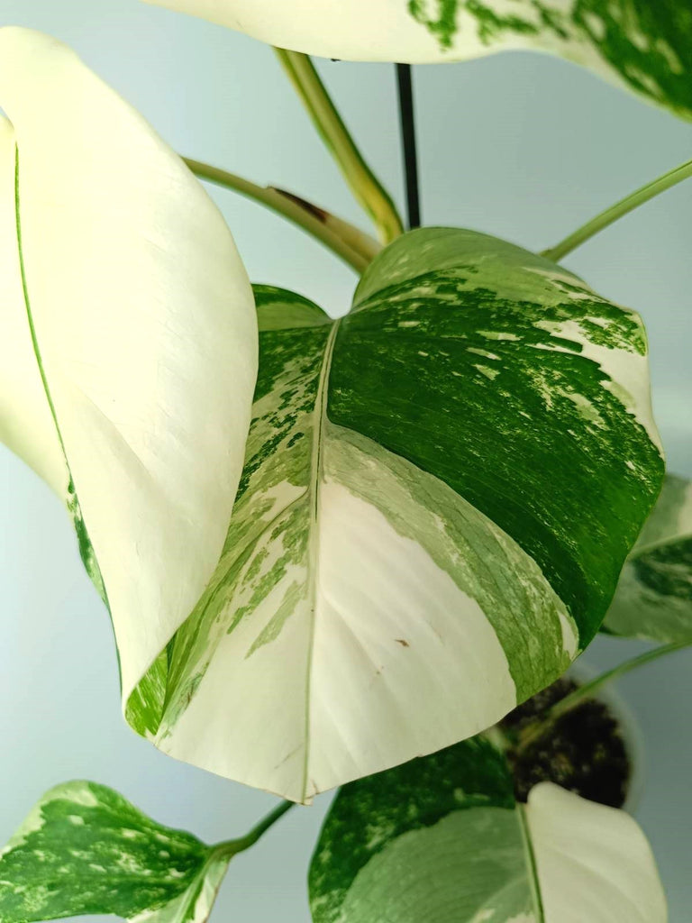 Monstera albo variegata EXTRA WHITE