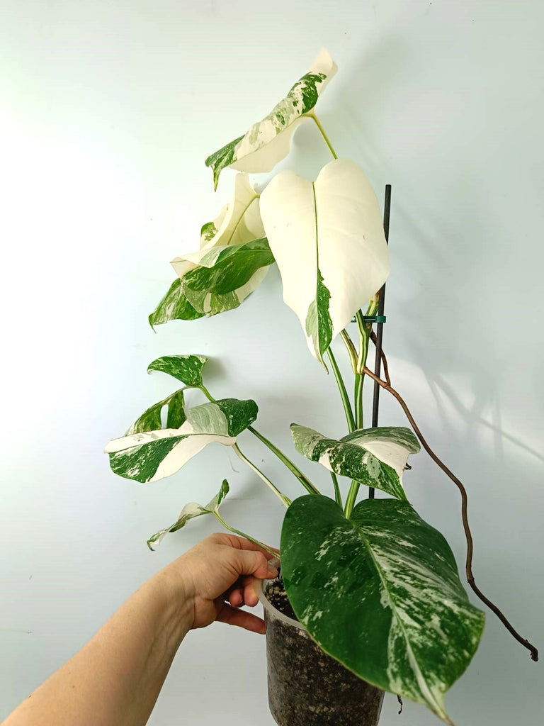 Monstera albo variegata EXTRA WHITE