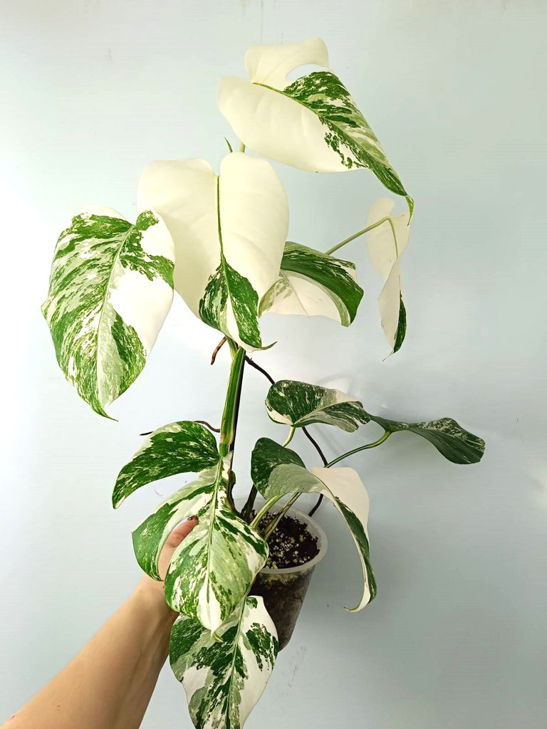 Monstera albo variegata EXTRA WHITE