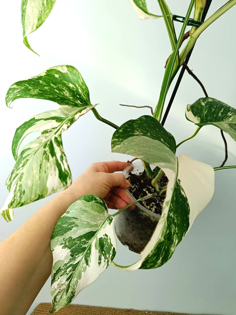 Monstera albo variegata EXTRA WHITE