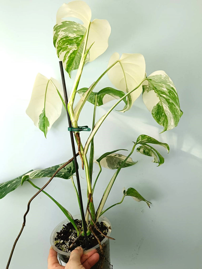 Monstera albo variegata EXTRA WHITE