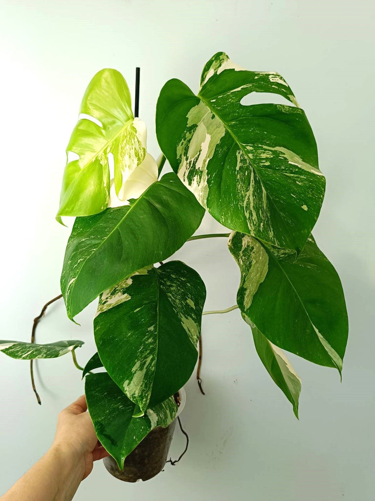 Monstera albo variegata