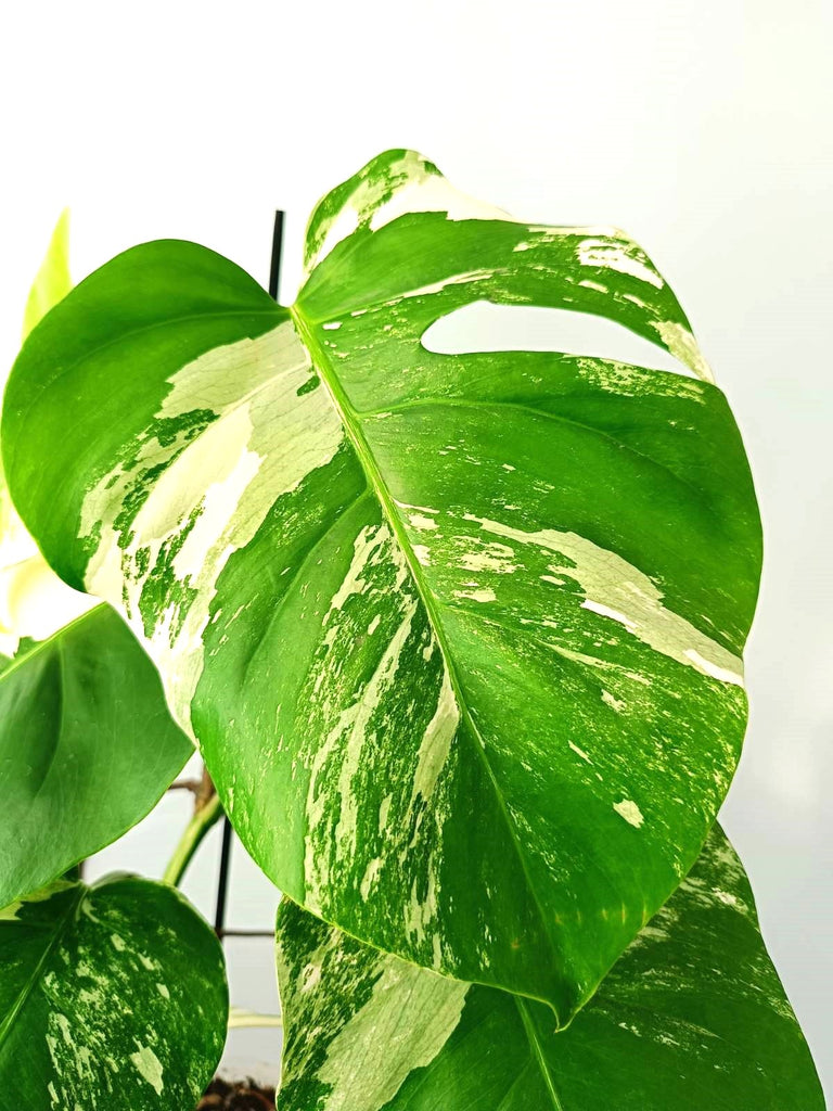 Monstera albo variegata