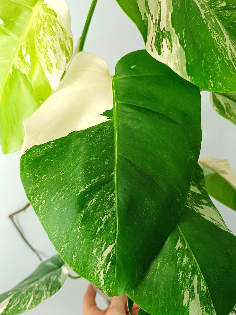 Monstera albo variegata