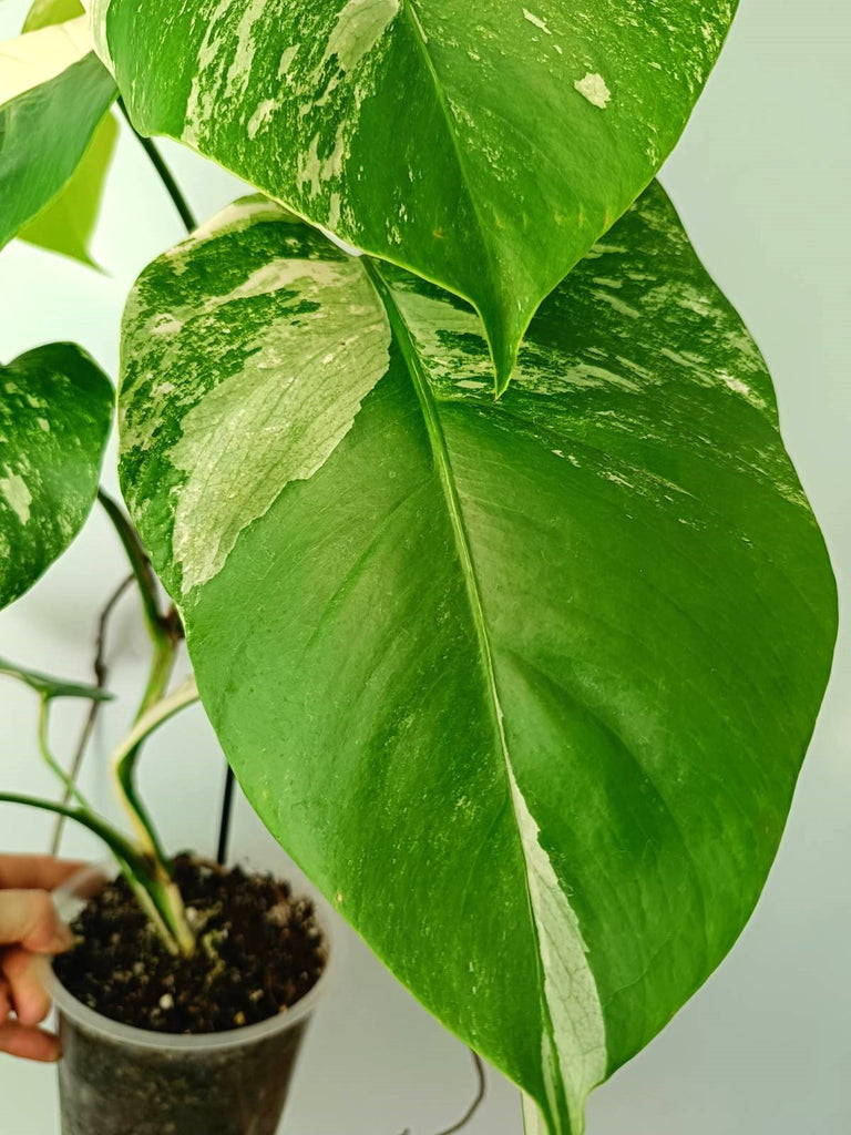 Monstera albo variegata