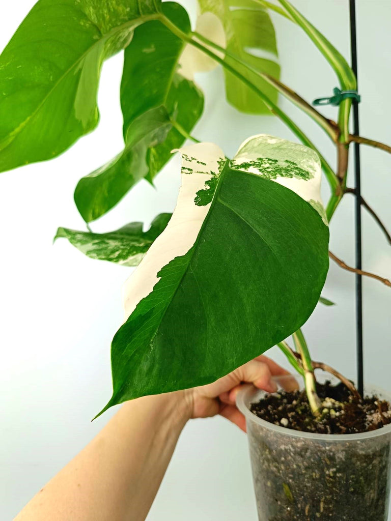 Monstera albo variegata