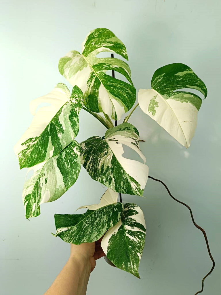 Monstera albo variegata EXTRA WHITE