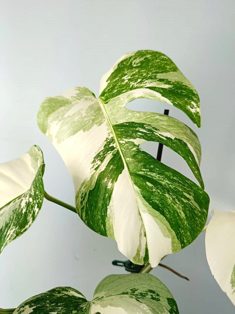 Monstera albo variegata EXTRA WHITE