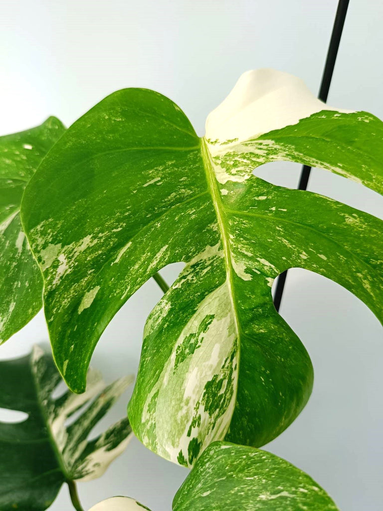 Monstera albo variegata