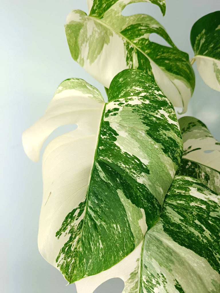 Monstera albo variegata EXTRA WHITE