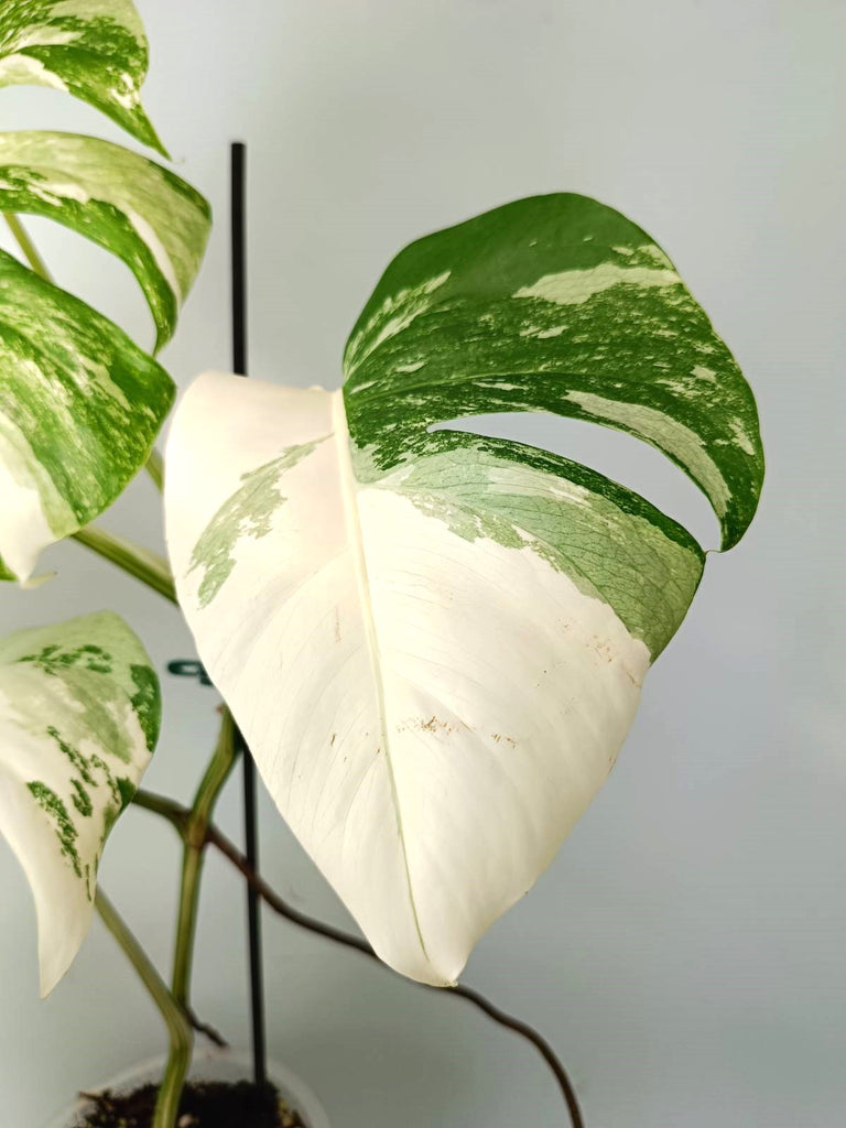 Monstera albo variegata EXTRA WHITE