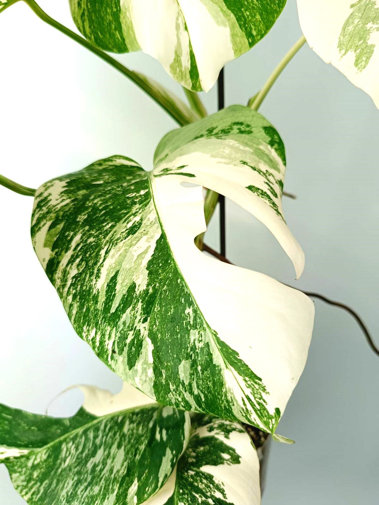 Monstera albo variegata EXTRA WHITE