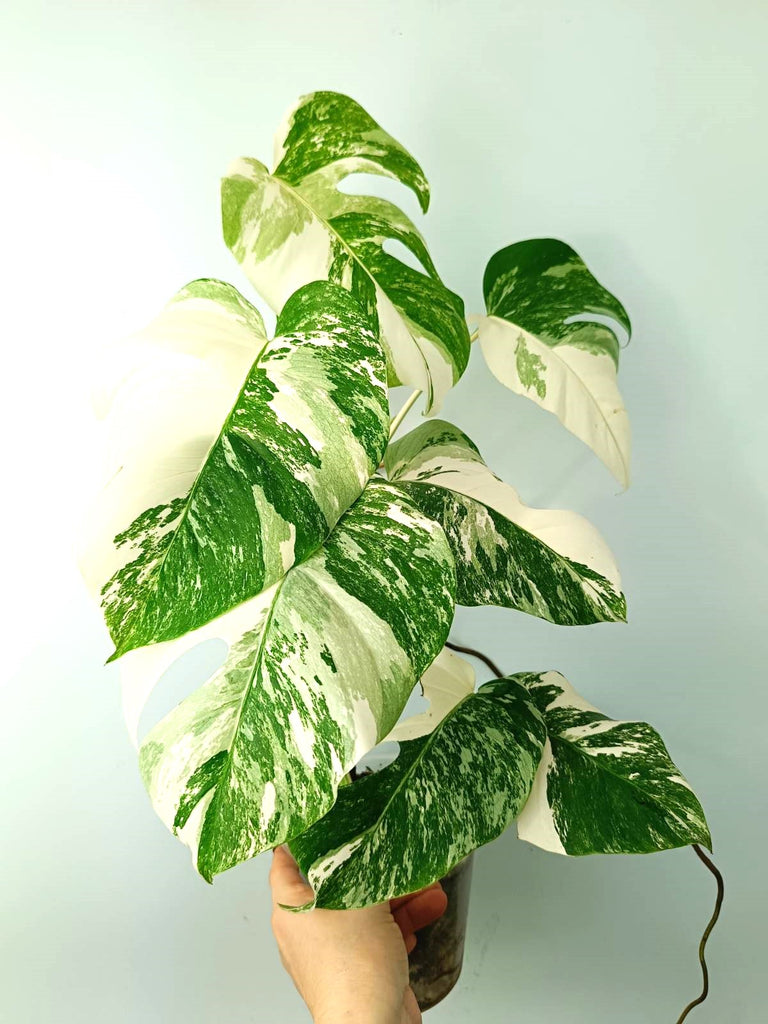 Monstera albo variegata EXTRA WHITE