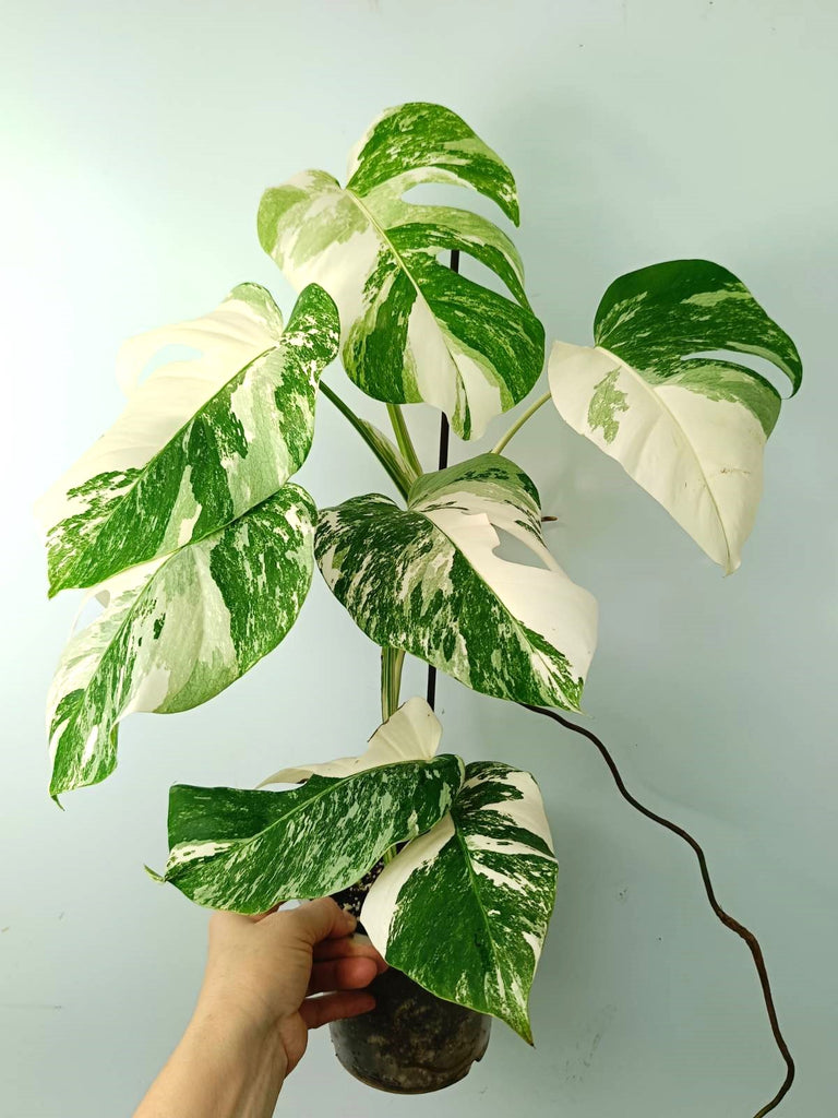 Monstera albo variegata EXTRA WHITE