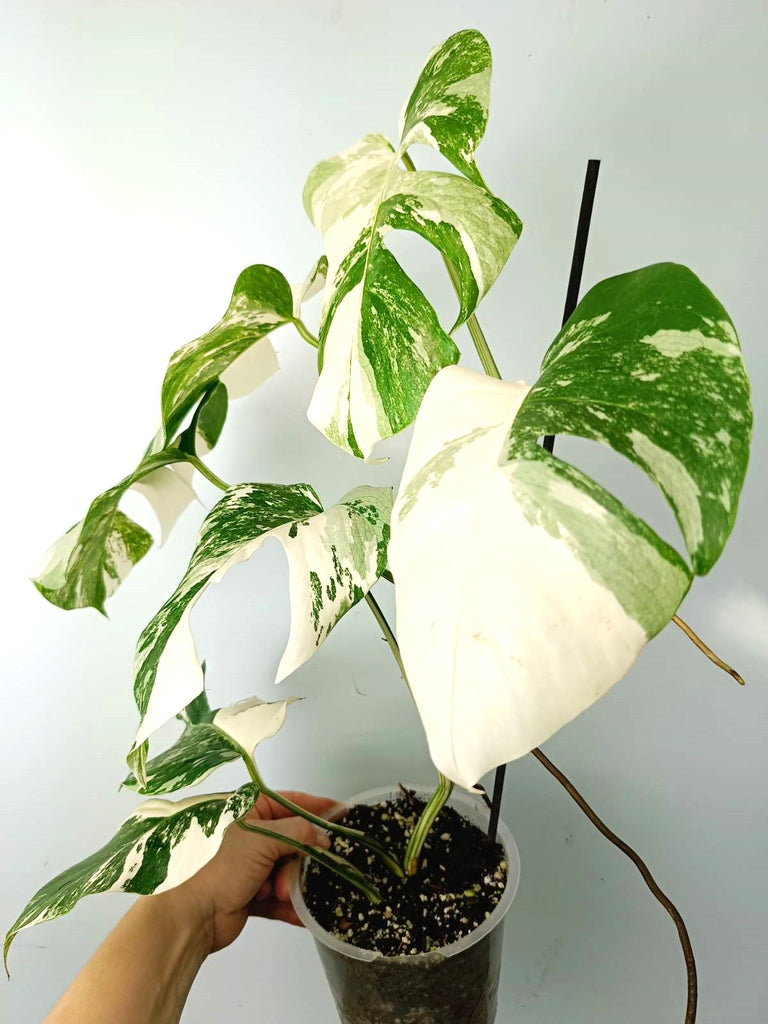 Monstera albo variegata EXTRA WHITE