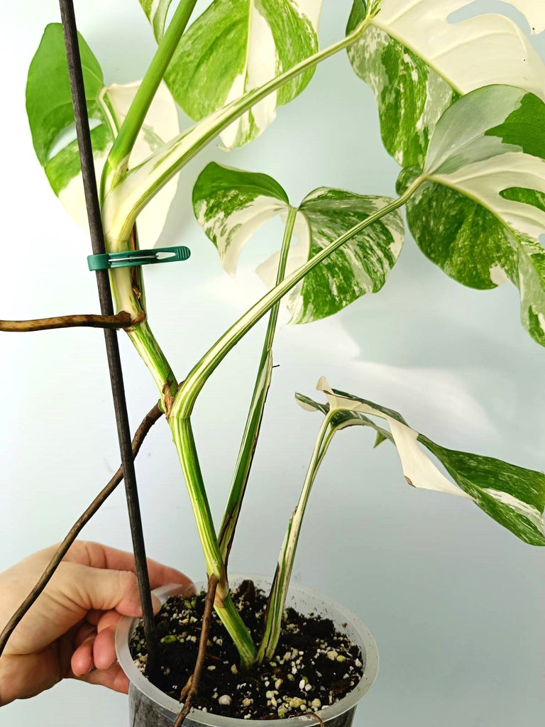 Monstera albo variegata EXTRA WHITE