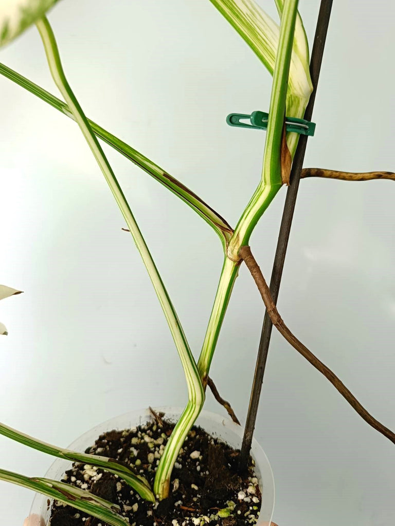 Monstera albo variegata EXTRA WHITE