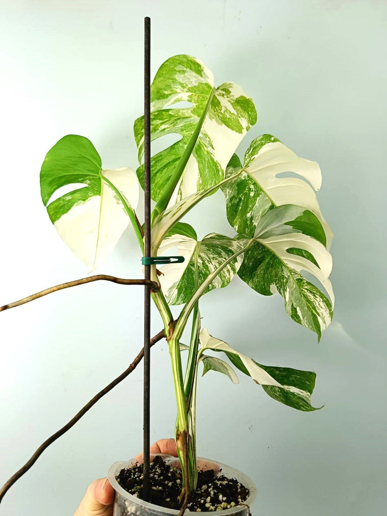 Monstera albo variegata EXTRA WHITE