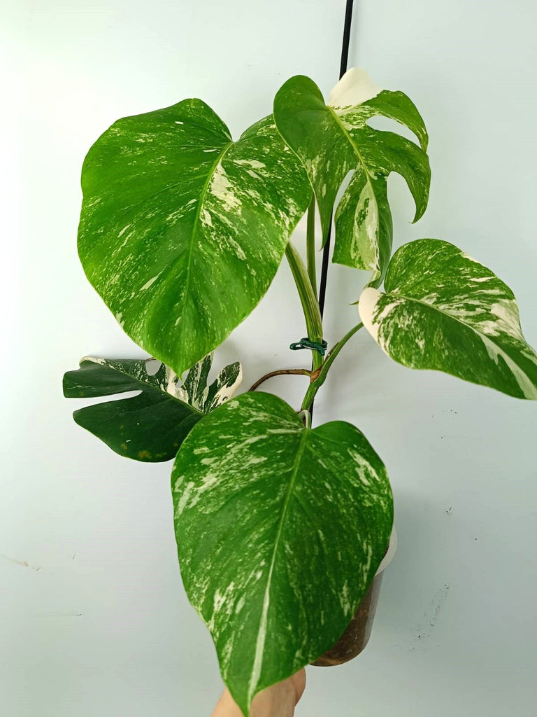 Monstera albo variegata