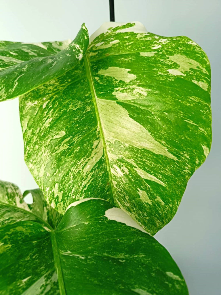 Monstera albo variegata