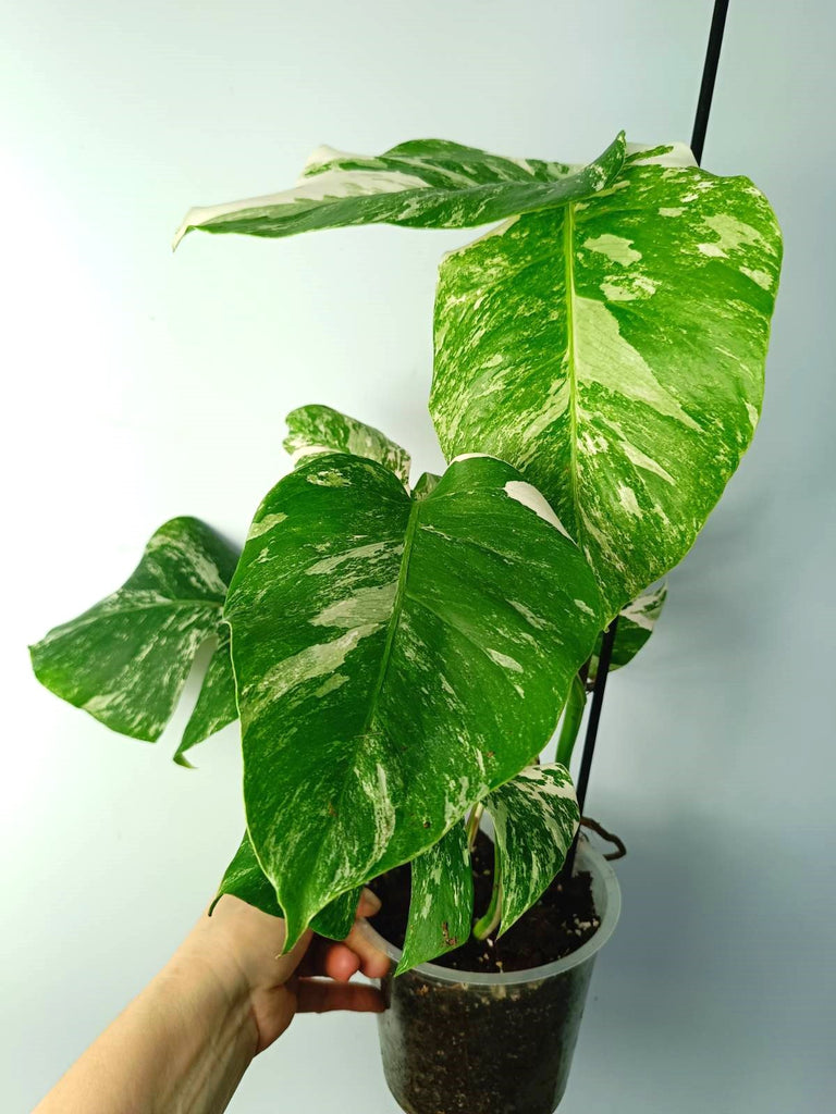 Monstera albo variegata