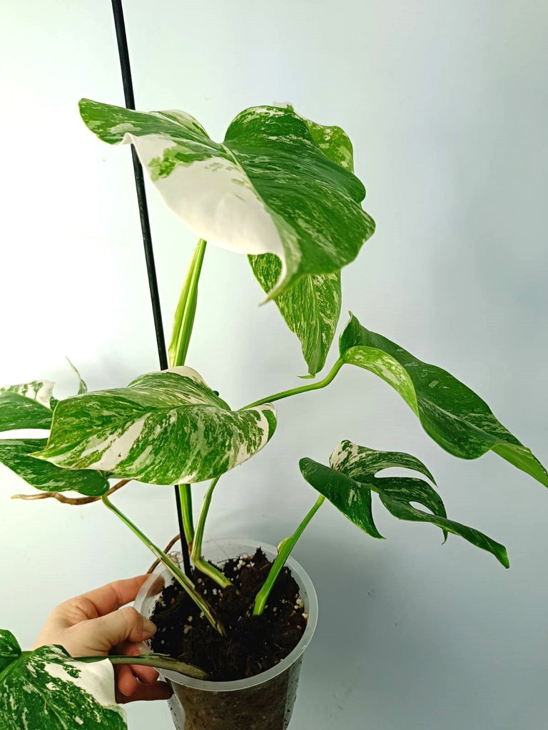 Monstera albo variegata