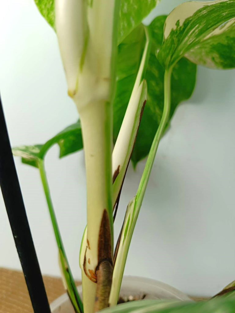 Monstera albo variegata