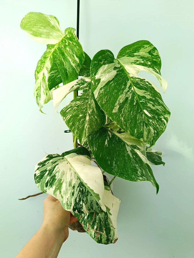 Monstera albo variegata