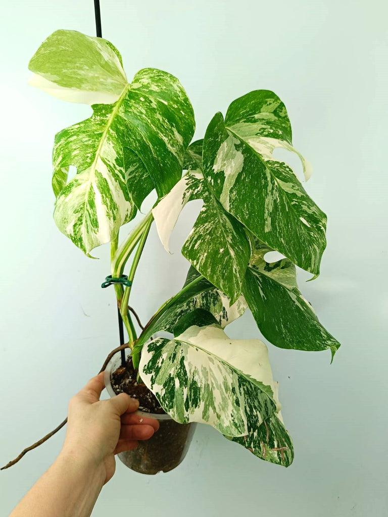 Monstera albo variegata