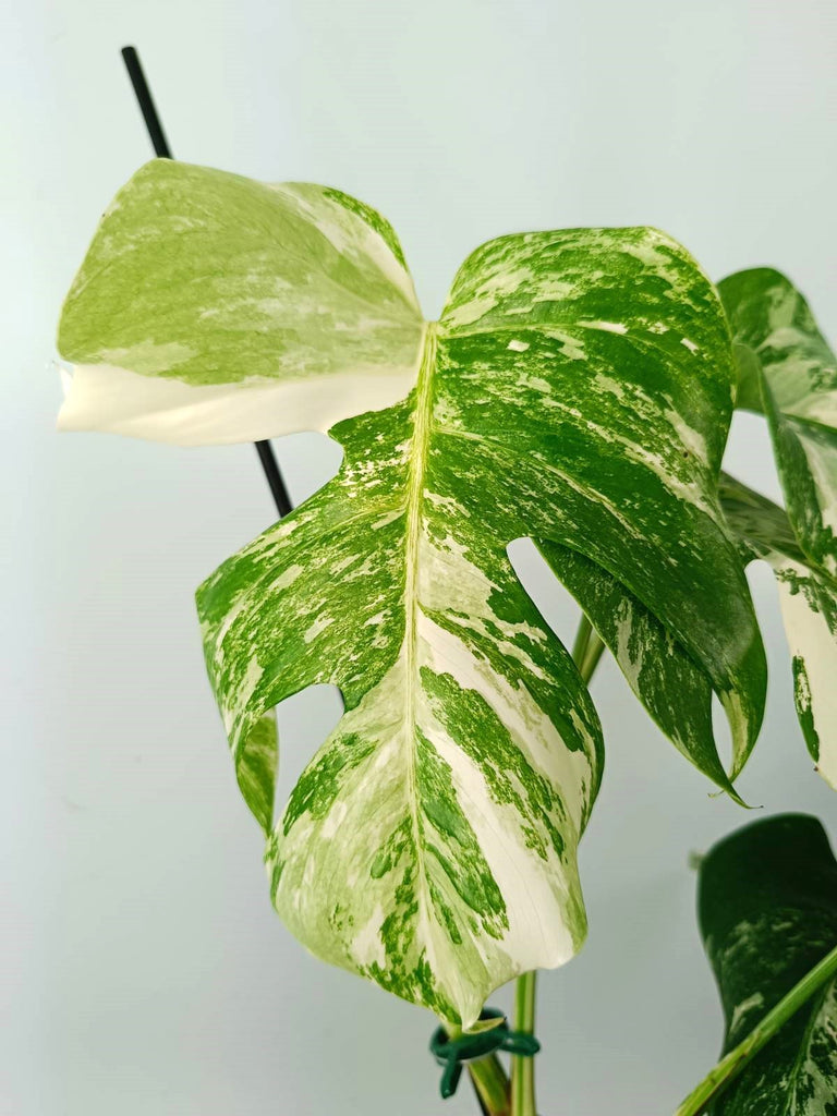 Monstera albo variegata