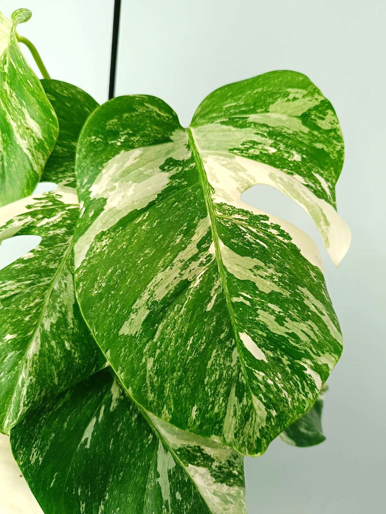 Monstera albo variegata