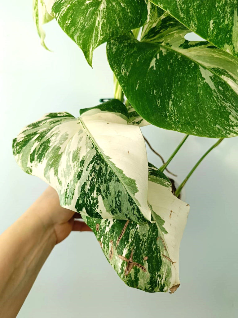 Monstera albo variegata