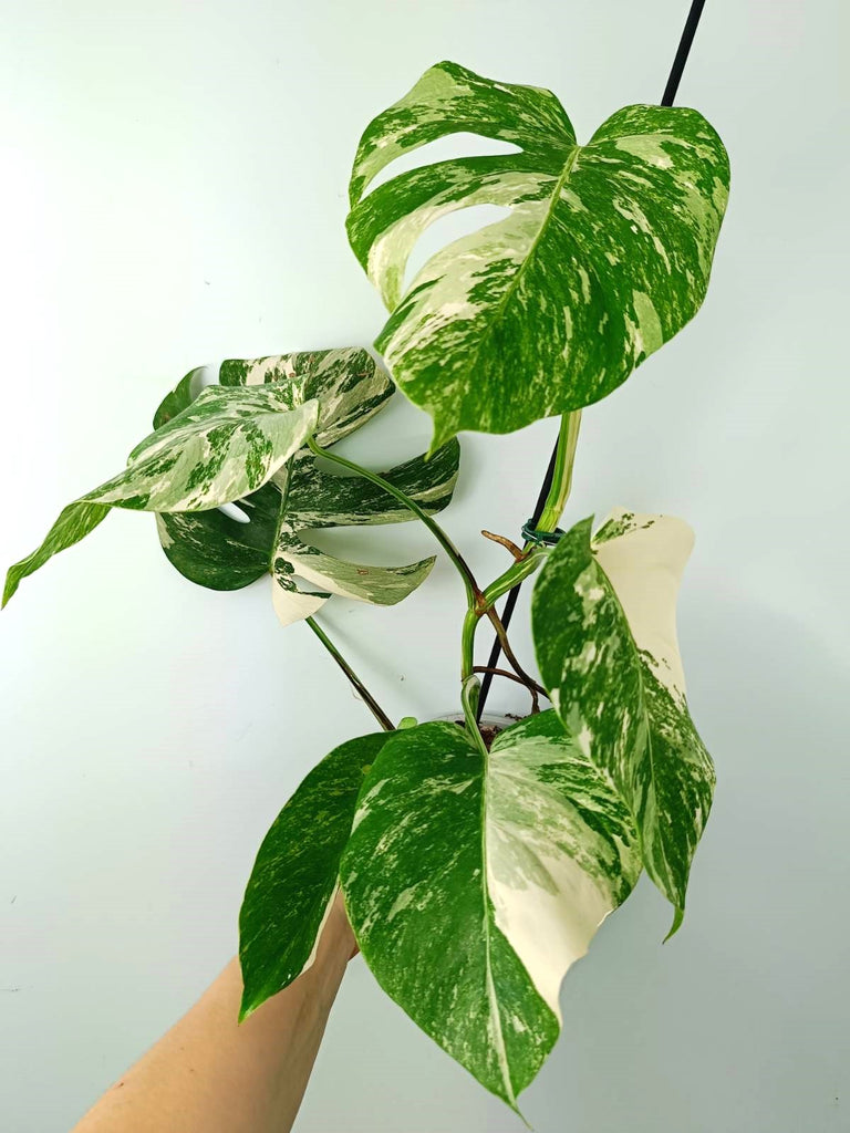 Monstera albo variegata