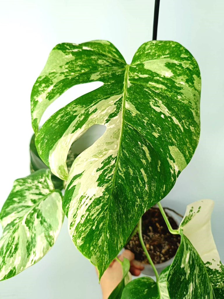 Monstera albo variegata