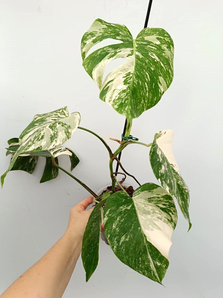 Monstera albo variegata