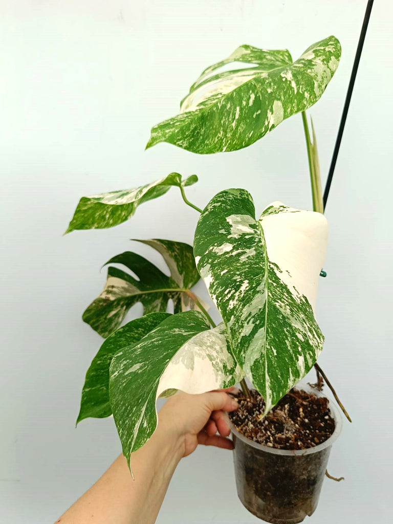 Monstera albo variegata