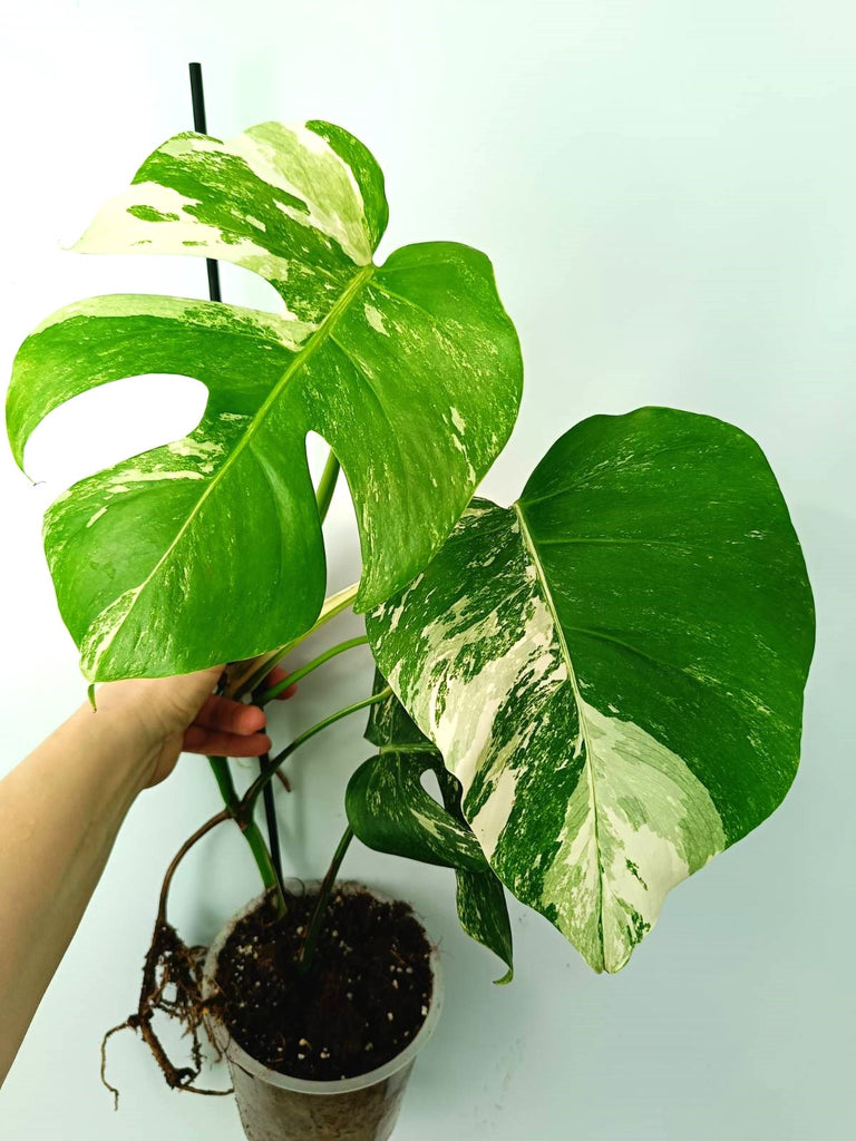 Monstera albo variegata