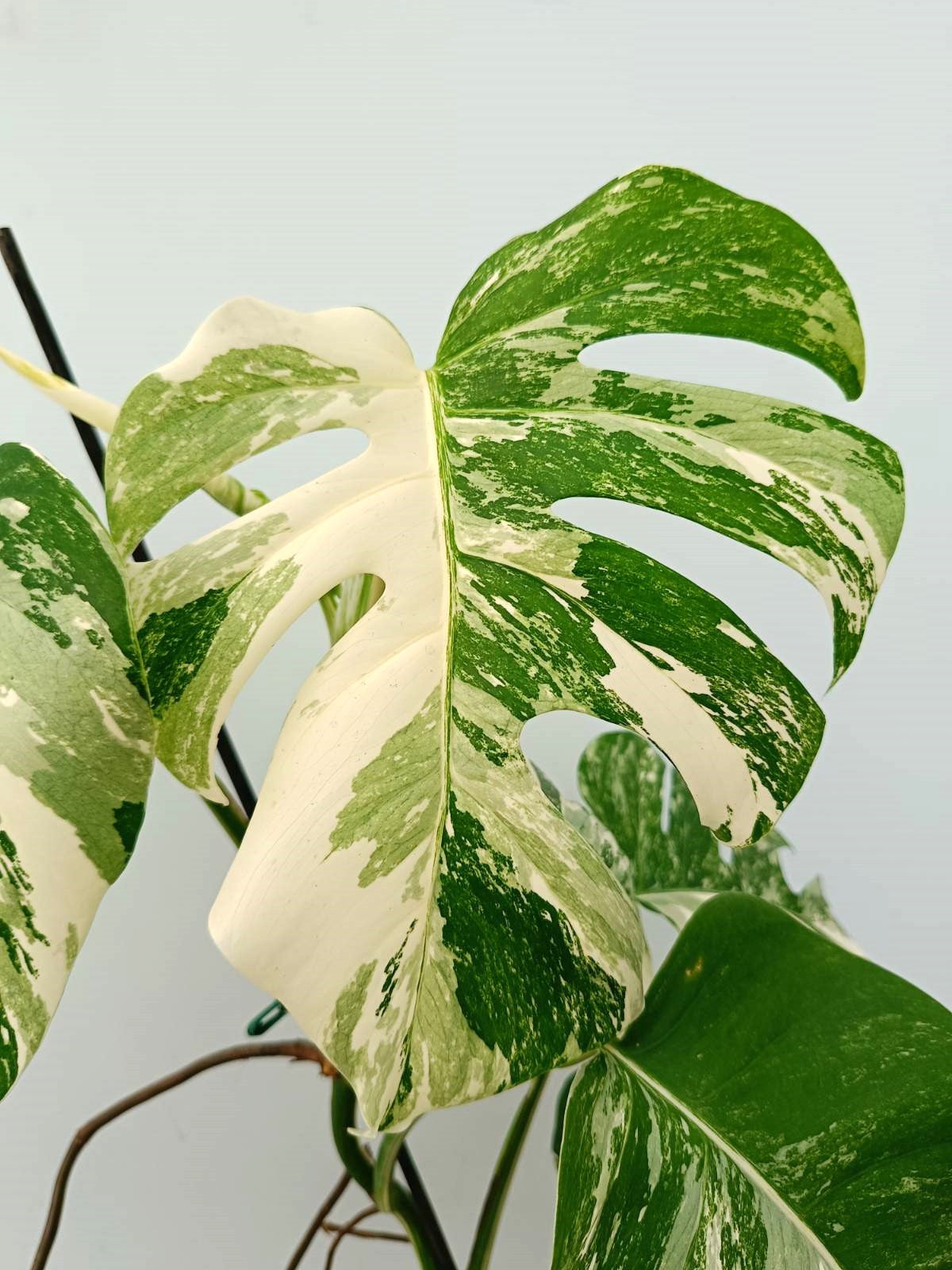 Monstera albo variegata EXTRA