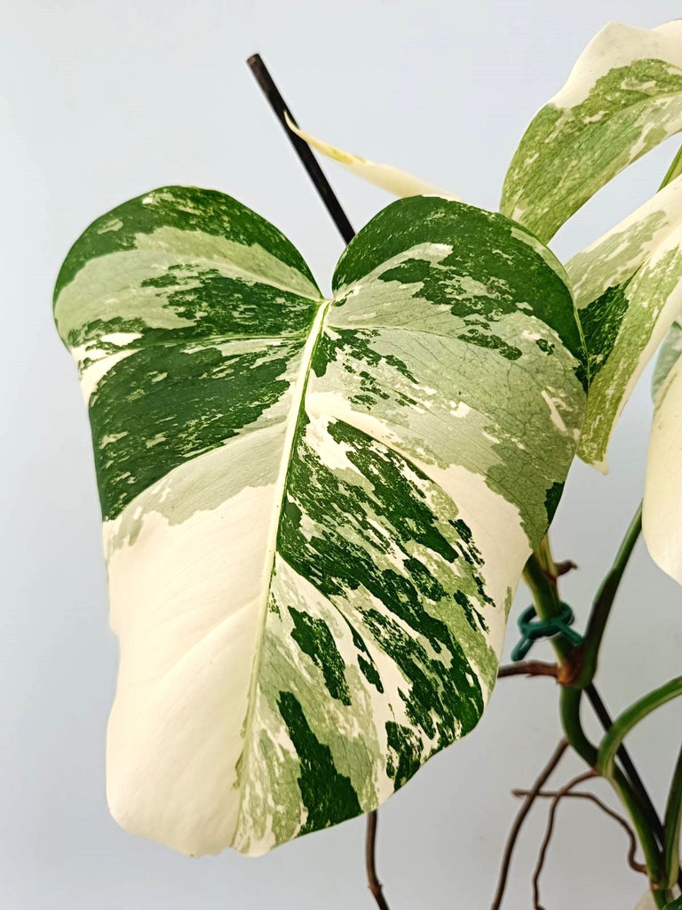 Monstera albo variegata EXTRA