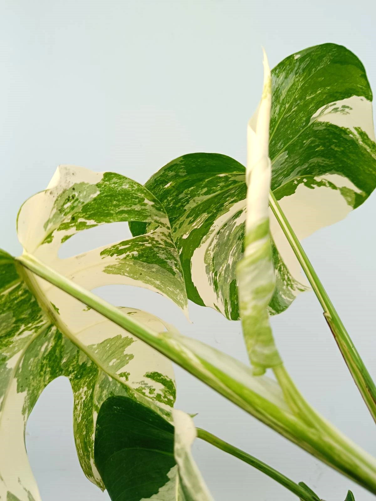 Monstera albo variegata EXTRA