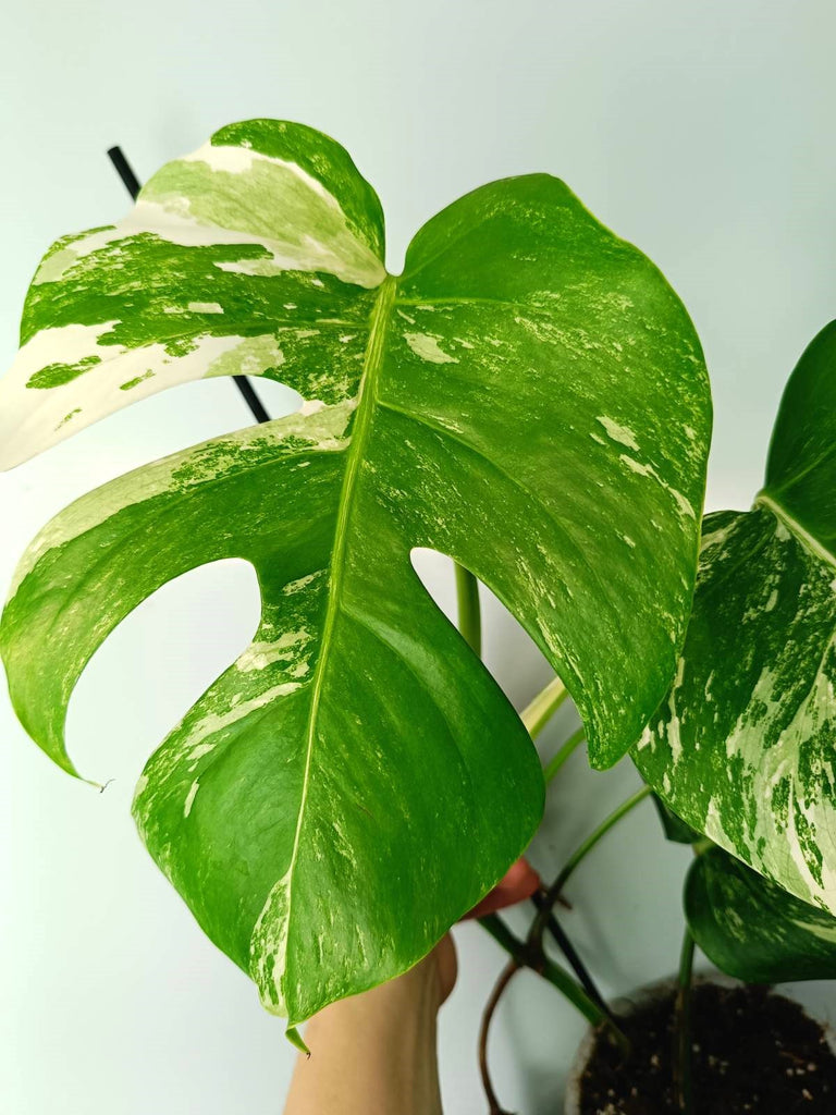 Monstera albo variegata