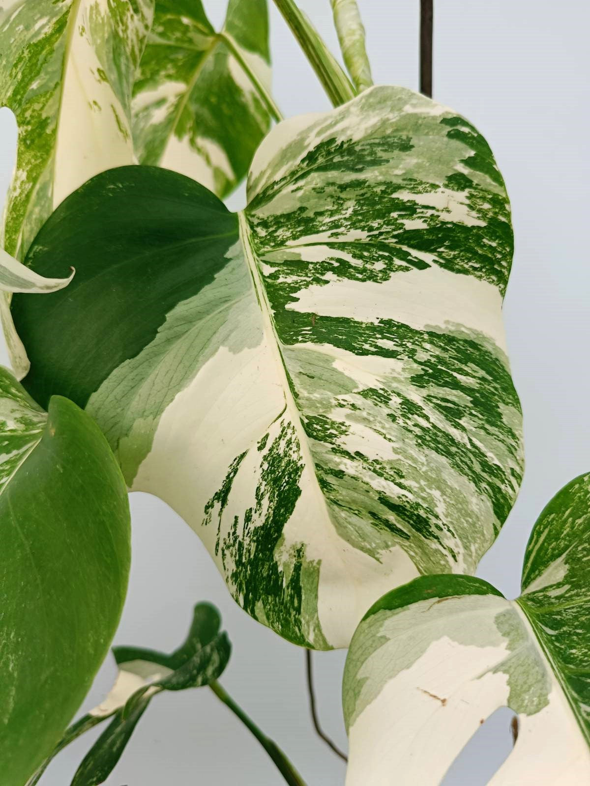 Monstera albo variegata EXTRA