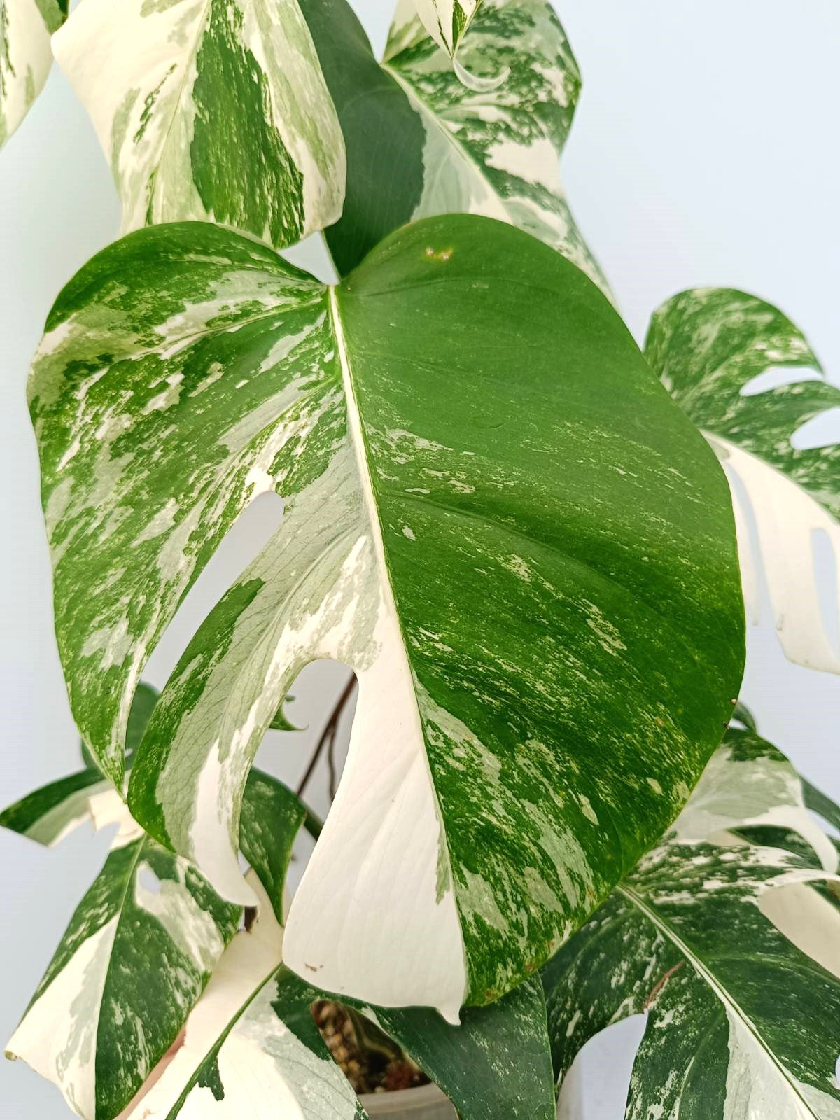 Monstera albo variegata EXTRA