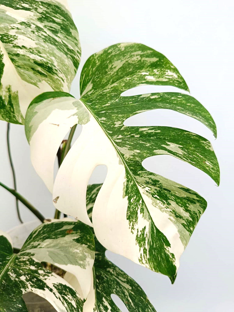 Monstera albo variegata EXTRA