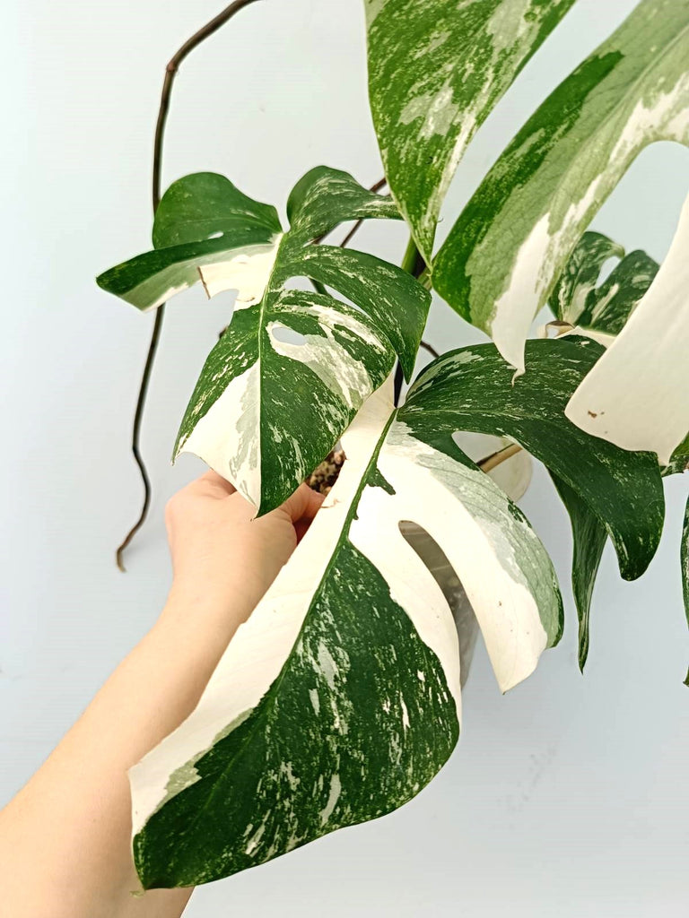 Monstera albo variegata EXTRA